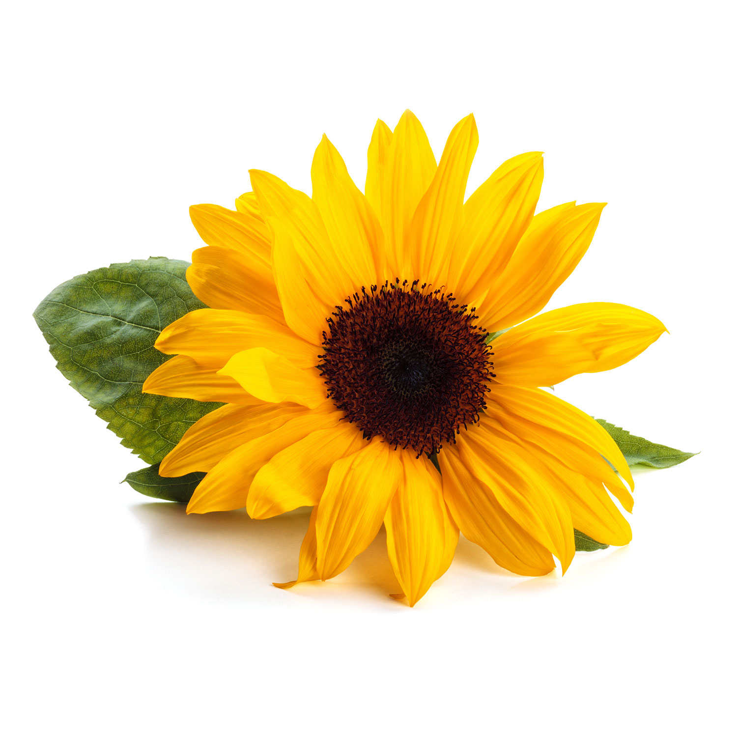 Pétales de Tournesol